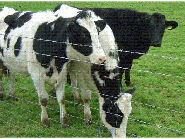 養(yǎng)殖圍欄網(wǎng)圖片3 養(yǎng)殖圍欄網(wǎng)圖片3